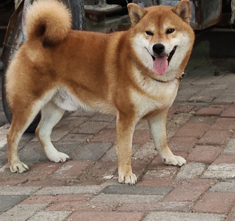 团